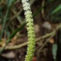 Aponogeton rigidifolius H.Bruggen